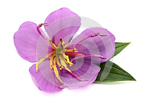 Spanish Shawl, Pink flower of Heterocentron elegans.