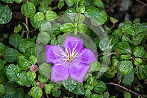 Spanish Shawl\'s cute purple flower(Osbeckia rotundifolia