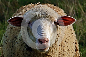 Spanish sheep facing the camera.