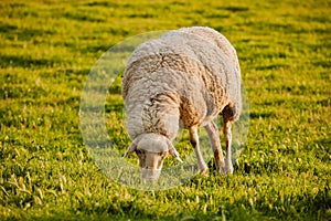 Spanish sheep in the fiel