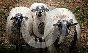 Spanish sheeps in a farm, funny pay attention :