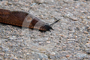 Spanish slug