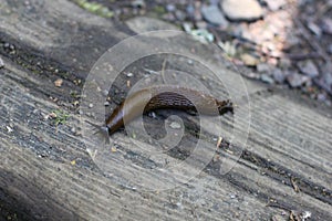 Spanish slug