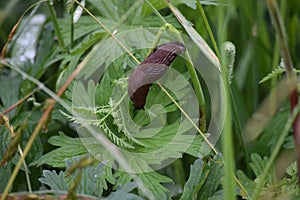 Spanish slug