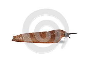 Spanish Slug