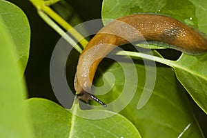 Spanish slug