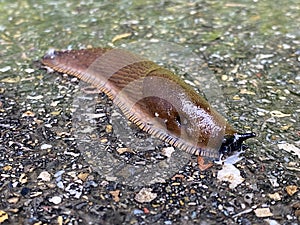 Spanish Slug Arion lusitanicus - Arion vulgaris, Die Spanische Wegschnecke or Portuguese slug as an invasive species and garden