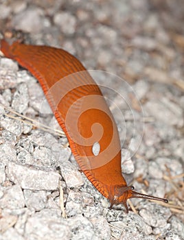 Spanish slug, arion vulgaris