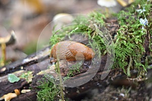 Spanish slug (Arion vulgaris)