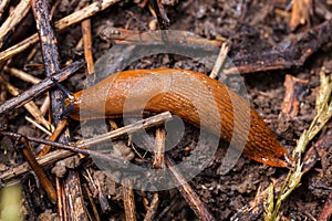 Spanish slug - Arion vulgaris