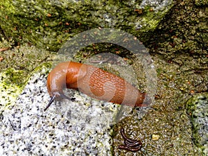 Spanish slug Arion vulgaris