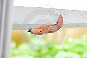 Spanish slug, Arion vulgaris, in the garden on a wooden fence, Snail plague in the vegetable patch, the enemy of gardeners
