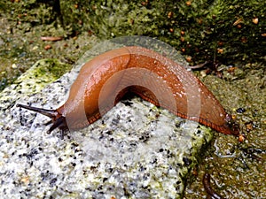 Spanish slug Arion vulgaris