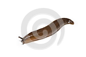 Spanish Slug Arion vulgaris isolated on white background