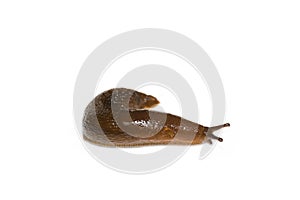 Spanish Slug Arion vulgaris isolated on white background