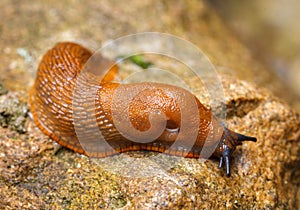 Spanish slug - Arion vulgaris