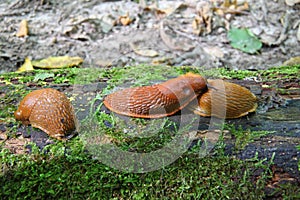 Spanish slug - Arion vulgaris. Slugs in motion, on tree stump.