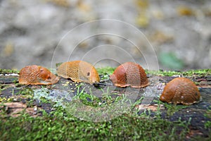 Spanish slug - Arion vulgaris. Slugs in motion, on tree stump.