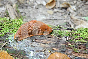 Spanish slug - Arion vulgaris. Slugs in motion, on tree stump.
