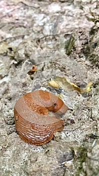 Spanish slug - Arion vulgaris. Slugs in motion, on tree stump.