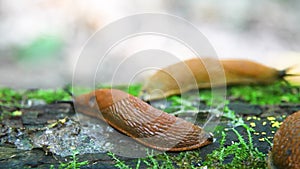 Spanish slug - Arion vulgaris. Slugs in motion, on tree stump.