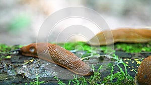 Spanish slug - Arion vulgaris. Slugs in motion, on tree stump.