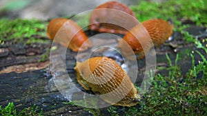 Spanish slug - Arion vulgaris. Slugs in motion, on tree stump.