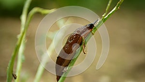 Spanish slug Arion vulgaris snail parasitizes kohlrabi cabbage turnip gongylodes moves garden field, eating ripe plant
