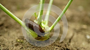 Spanish slug Arion vulgaris snail parasitizes kohlrabi cabbage turnip gongylodes moves garden field, eating ripe plant