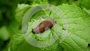Spanish slug Arion vulgaris snail parasitizes on radish or lettuce cabbage moves garden field, eating ripe plant crops