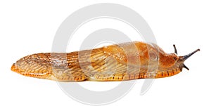 Spanish slug - Arion vulgaris