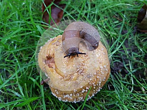 Spanish Slug On Brown Apple