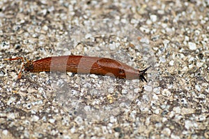 A Spanish slug crosses the path.