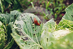 Spanish slug eating cabbage leaf in summer garden. Slug damaging vegetables on ecological farm. Pest destroying harvest