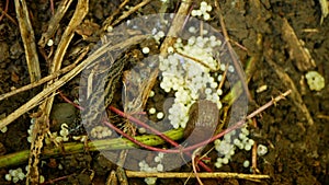 Spanish slug eggs biggest great grey leopard Limax maximus nest hatchery hatch pest Arion vulgaris egg-laying white