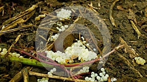 Spanish slug eggs nest hatchery hatch pest Arion vulgaris egg-laying white laying snail parasitizes moving garden