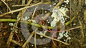 Spanish slug eggs nest hatchery hatch pest Arion vulgaris egg-laying white laying snail parasitizes moving garden