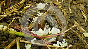 Spanish slug eggs nest hatchery hatch pest Arion vulgaris Limax maximus biggest great grey leopard slug egg-laying white