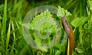 Spanish slug invasion in garden.