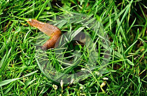 Spanish slug invasion in garden.