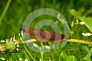 Spanish slug invasion in garden. photo