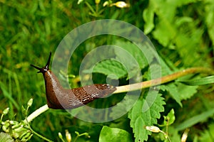 Spanish slug invasion in garden.