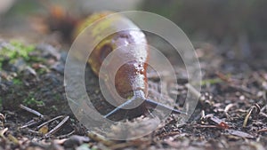 Spanish slug, Latin name Arion lusitanicus, is a species of air-breathing terrestrial slugs. Macro