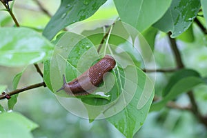 Spanish slug on a leaf in a lilac bush