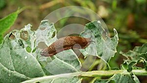 Spanish slug pest Arion vulgaris snail parasitizes on cauliflower leaves Brassica oleracea leaf vegetables crop or