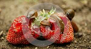 Spanish slug pest Arion vulgaris snail parasitizes on strawberry moves garden field, eating ripe fruit plant crops, moving