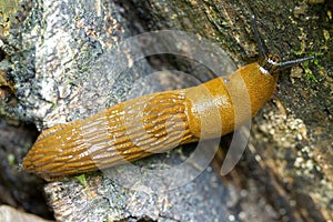 Spanish slug Red roadside Arion vulgaris, close-up. Animal clam yellow