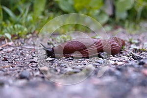 Spanish slug by the side of the road