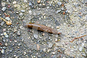 Spanish Slug. Switzerland