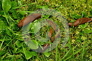 Spanish slugs invasion in garden.